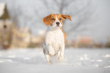 Beagle dog running in snow