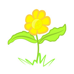 flower isolated illustration