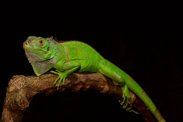 iguana