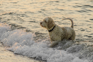 Cane al mare