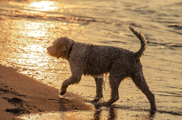 Cane in riva al mare