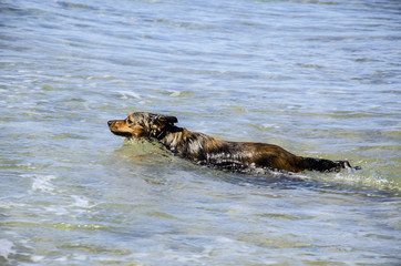 Fototapeta premium Cane in mare