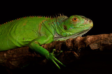 iguana