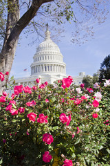 Fototapeta na wymiar US Capitol Building with flowers, Washington DC.