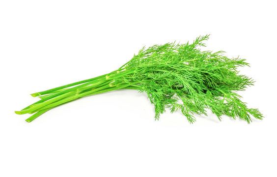 Bunch of fresh dill.  Isolated on white background