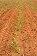 Baby sugar cane farmland
