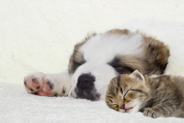 Puppy and kitten sleeping