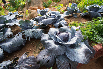 cabbage garden, fresh cabbage grow in farm, Thailand