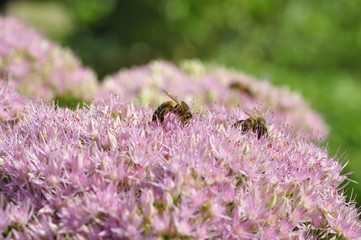  bee foraging on Hylotelephium spectabile