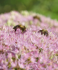  bee foraging on Hylotelephium spectabile