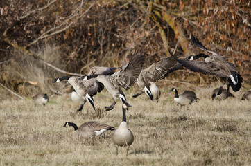 Canada Geese Landing in an Autumn Field