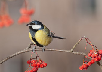 Great Tit - Parus major