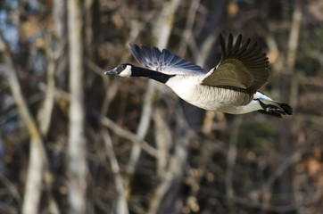Canada Goose Flying Across the Autumn Woods