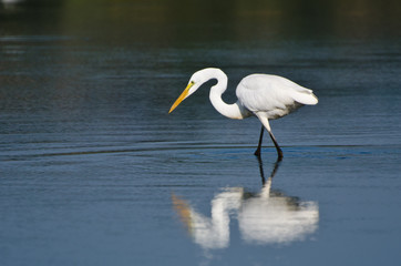 Great Egret Hunting for Fish