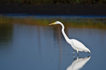 Fototapeta na wymiar Great Egret Hunting for Fish in Autumn