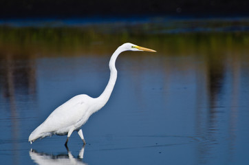 Great Egret Hunting for Fish in Autumn