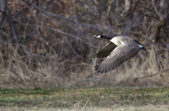 Canada Goose Flying Across the Autumn Woods