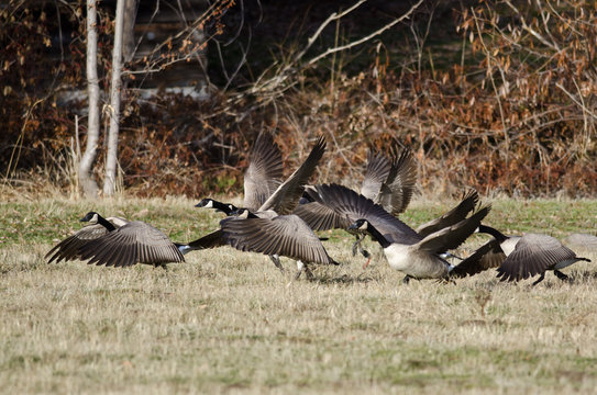 Canada Geese Taking to Flight from an Autumn Field