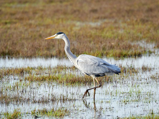 Grey Heron (Ardea cinerea)