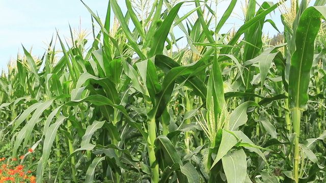 cornfield swaying in the breeze.
