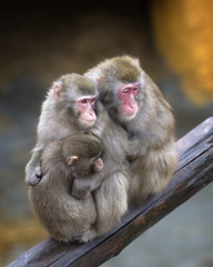 Family of monkeys - mother, father and child