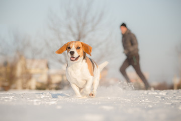 Training outside in cold snowy weather with beagle dog.