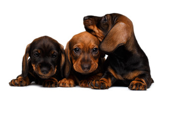 three Dachshund puppies