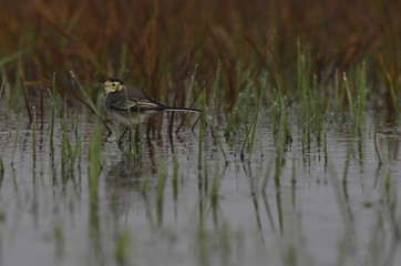 Bergeronnette grise sur la glace