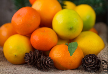 tangerines and lemons under spruce. Christmas composition