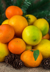 tangerines and lemons under spruce. Christmas composition