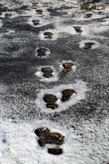 Fußabdruck, Abdrücke im Eis