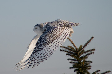 Snowy Owl