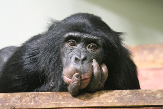 chimpanzee ape chimp monkey (Pan troglodytes or common chimpanzee) chimp looking sad and thoughtful stock photo, stock photograph, image, picture
