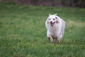 Australian Shepherd Dog