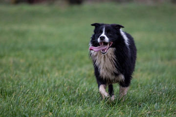 Border Collie