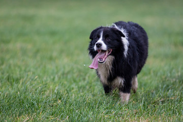 Fototapeta premium Border Collie