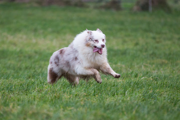 Australian Shepherd Dog