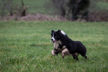 Fototapeta premium Border Collie