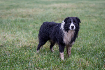 Border Collie
