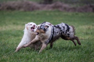 Australian Shepherd Dog