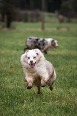 Australian Shepherd Dog