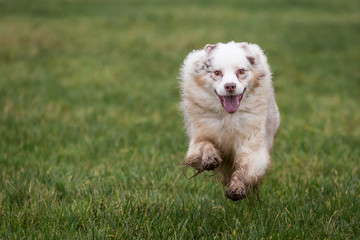 Australian Shepherd Dog