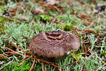 Brown mushrooms sarcodon