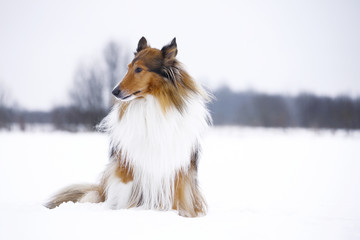 Rough Collie in winter forest