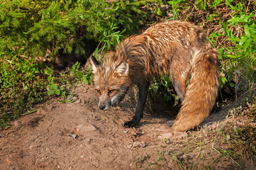 Red Fox Vixen (Vulpes vulpes) Stands Vigilant at Den