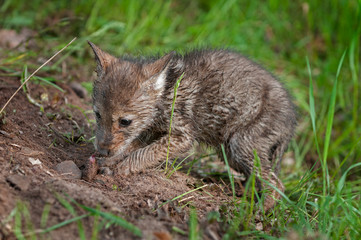 Naklejka na ściany i meble Coyote Pup (Canis latrans) Digs Up Buried Piece of Meat
