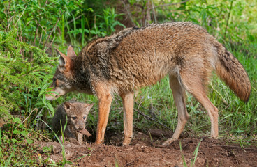 Naklejka na ściany i meble Adult Coyote (Canis latrans) with Pup Underneath