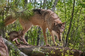 Grey Wolf (Canis lupus) and Pup Walk onto Rock