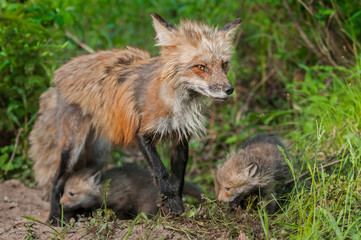 Red Fox Vixen (Vulpes vulpes) and Kits - Ears Back