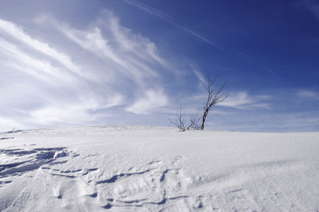 saplings  isolated on a snowy hill